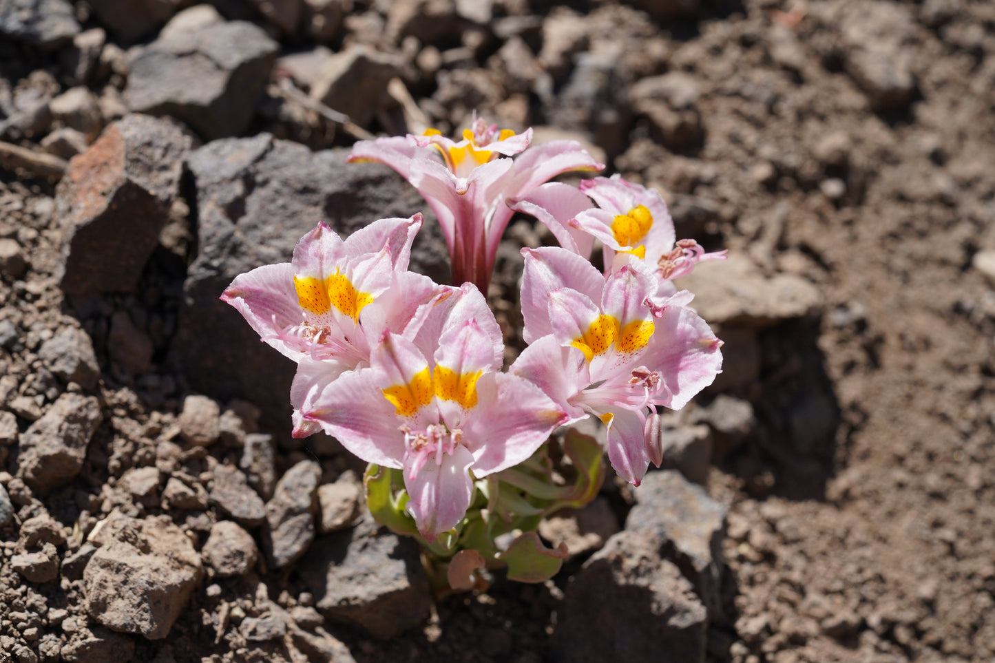 Excursión botánica Parque Andino Juncal // 13 DICIEMBRE 2025