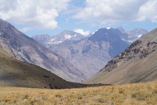 Excursión botánica Parque Andino Juncal // 13 DICIEMBRE 2025