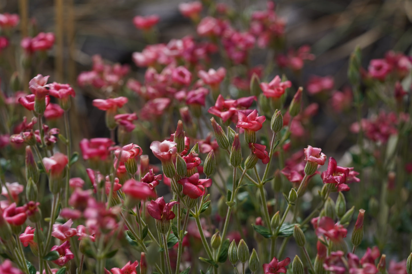 Excursión botánica Parque Andino Juncal // 13 DICIEMBRE 2025