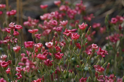 Excursión botánica Parque Andino Juncal // 13 DICIEMBRE 2025