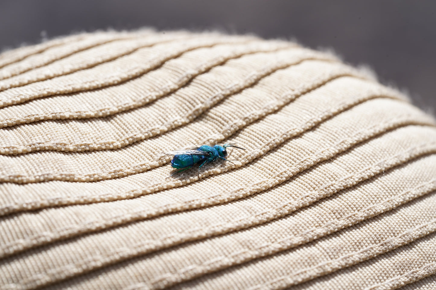 Excursión botánica Parque Andino Juncal // 13 DICIEMBRE 2025