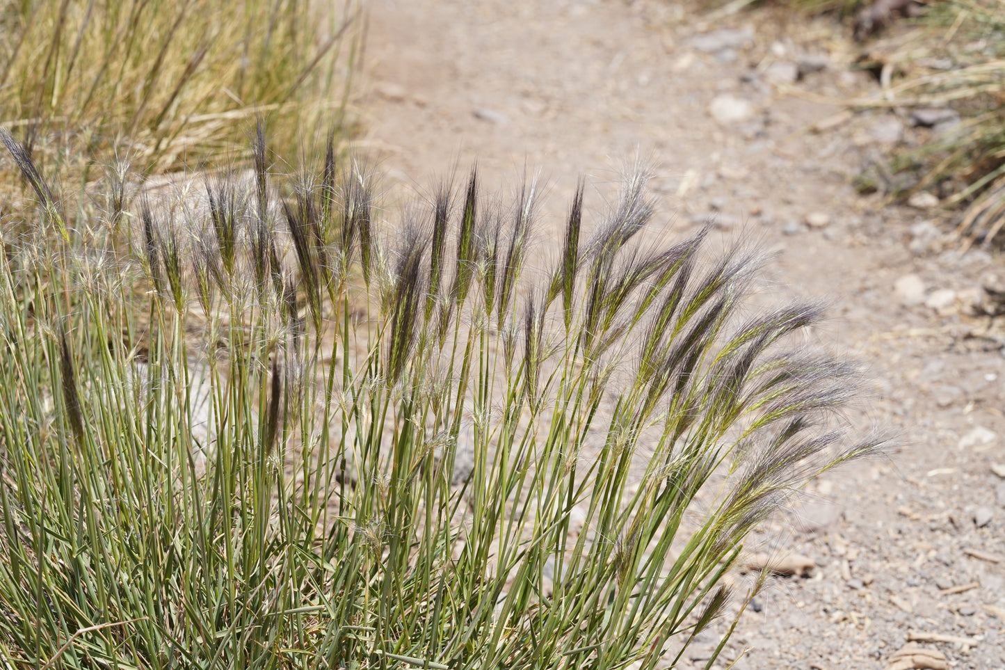 Excursión botánica Parque Andino Juncal // 13 DICIEMBRE 2025