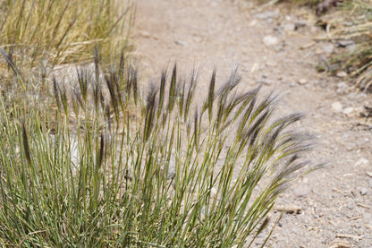 Excursión botánica Parque Andino Juncal // 13 DICIEMBRE 2025