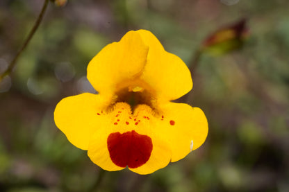 Excursión botánica Parque Andino Juncal // 13 DICIEMBRE 2025