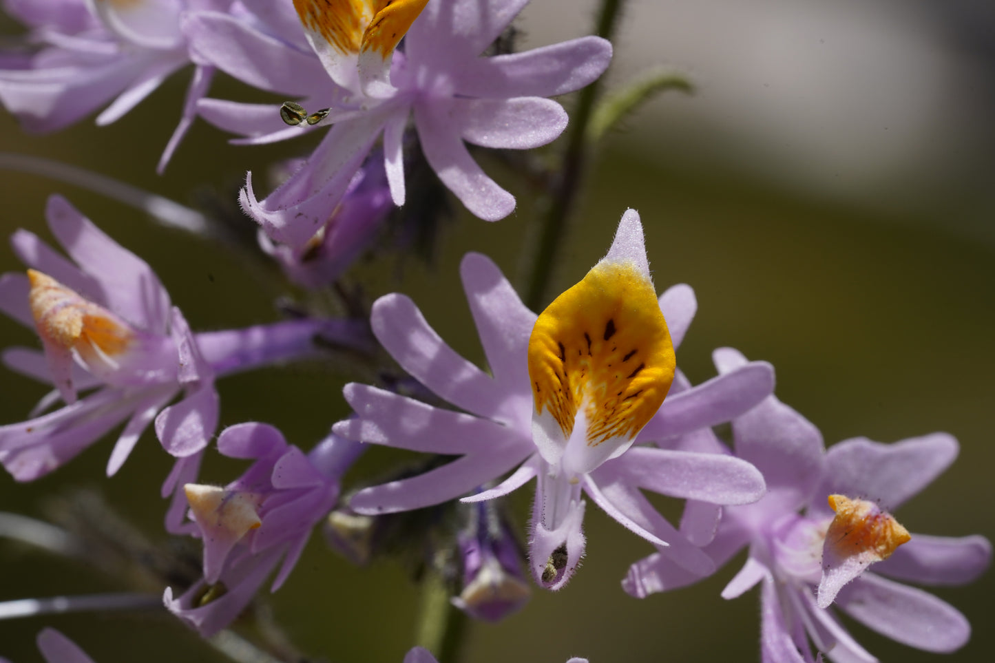 Excursión botánica Parque Andino Juncal // 13 DICIEMBRE 2025