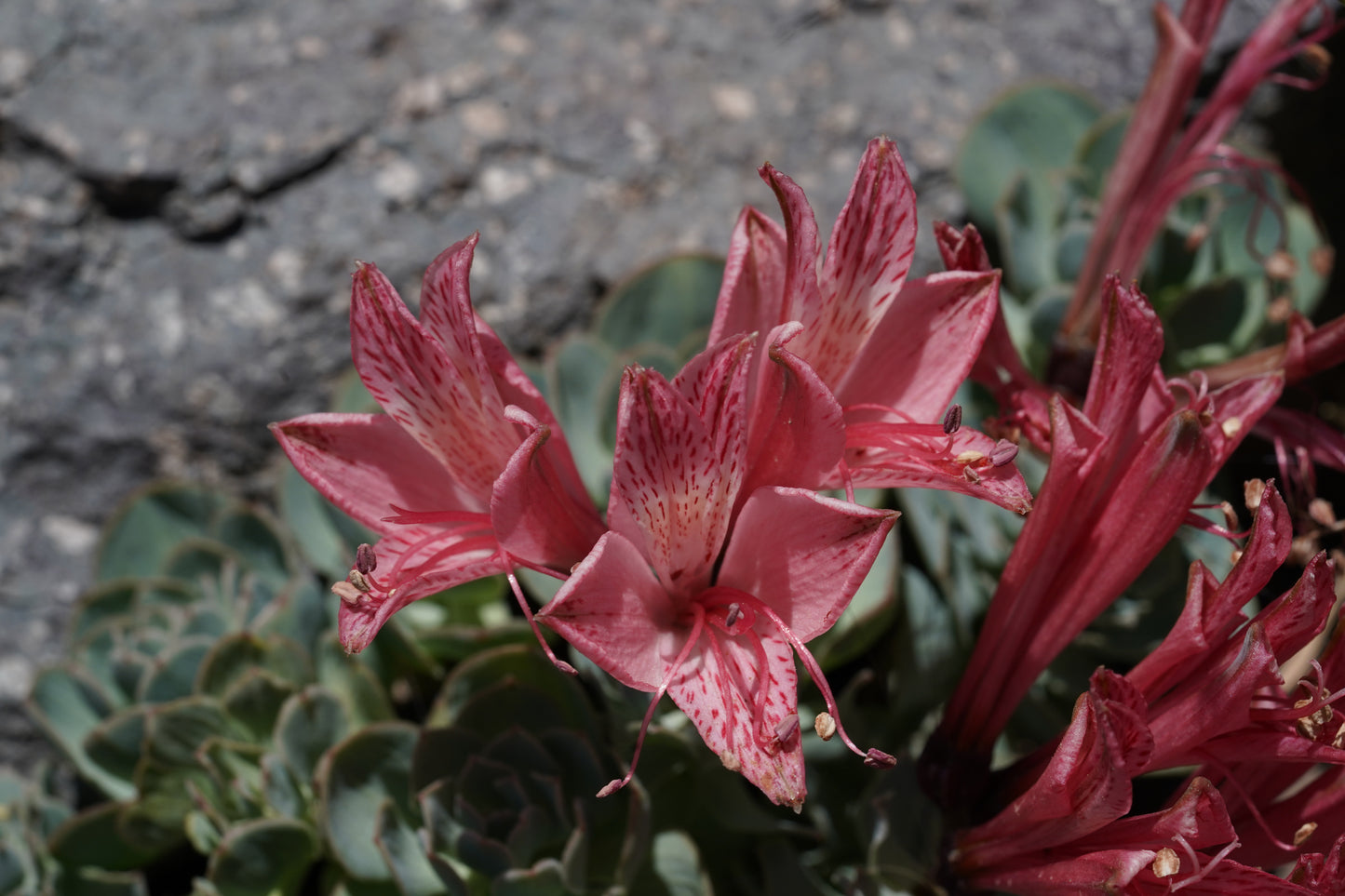 Excursión botánica Parque Andino Juncal // 13 DICIEMBRE 2025