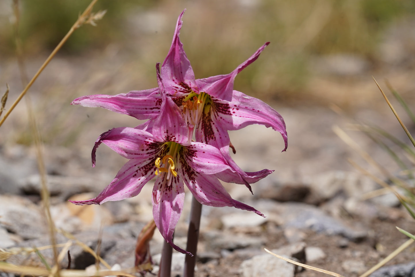 Excursión botánica Parque Andino Juncal // 13 DICIEMBRE 2025