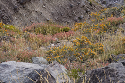 Excursión botánica Parque Andino Juncal // 13 DICIEMBRE 2025