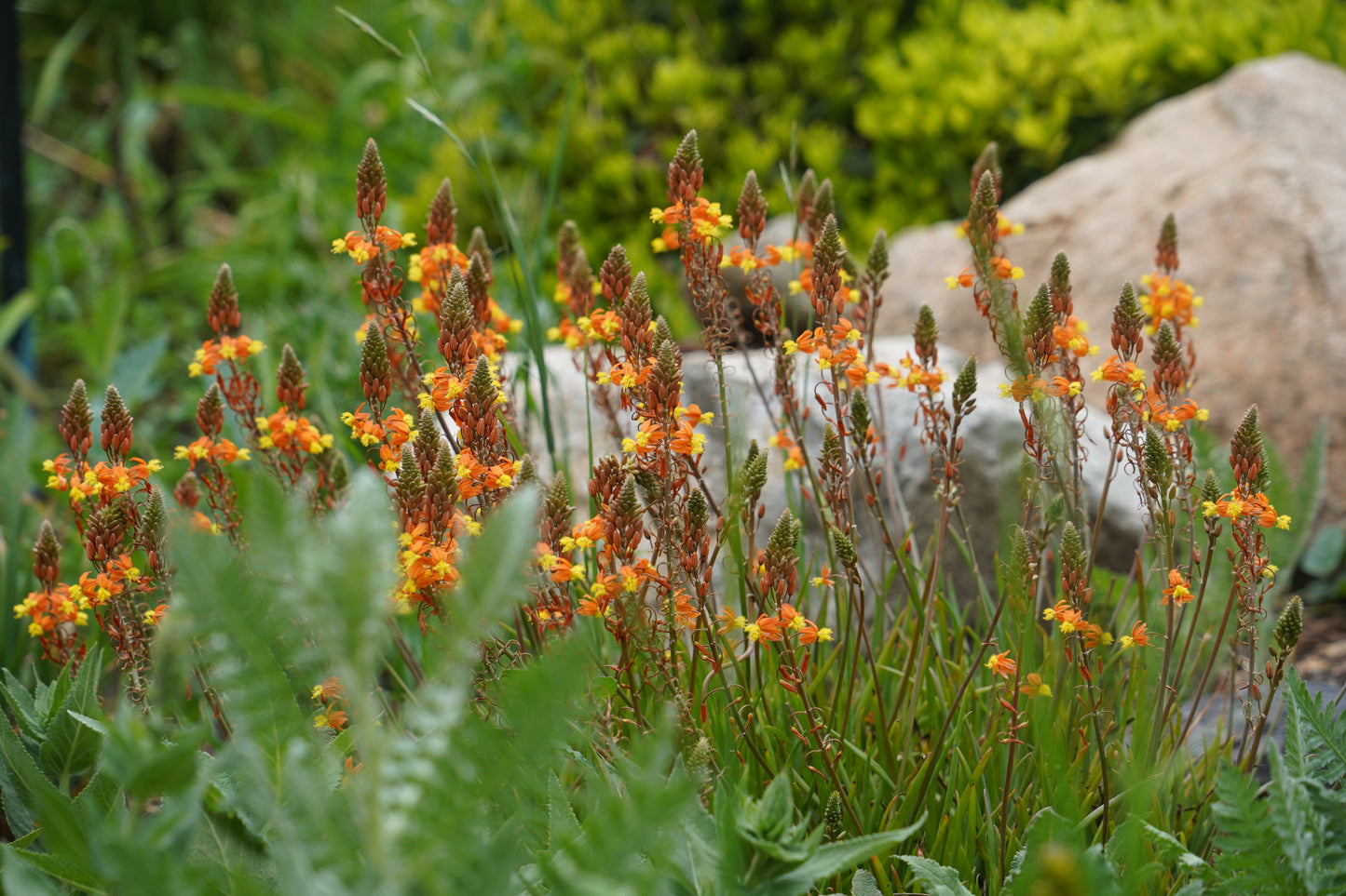 Curso Online PREGABADO // DISEÑO DE JARDINES //